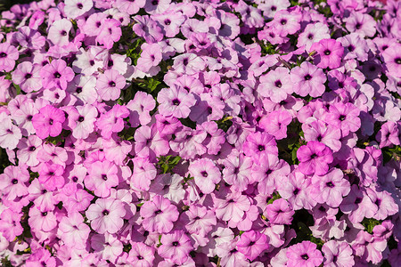 夏日花园朵的紫色背景图片