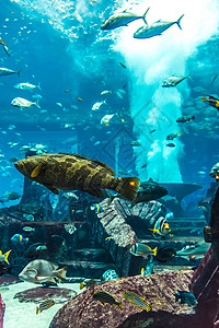 Dubai水族馆珊瑚礁上的热带鱼类照片图片