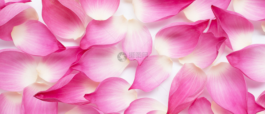 背景的粉色莲花瓣顶视图图片