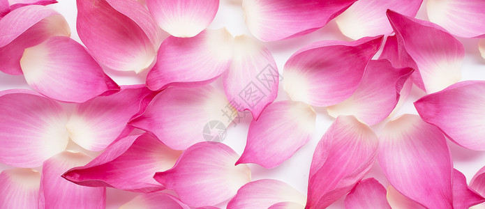 背景的粉色莲花瓣顶视图图片