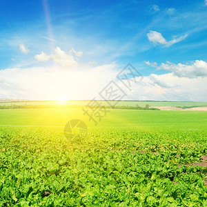 甘甜菜绿地和日出在平线上图片