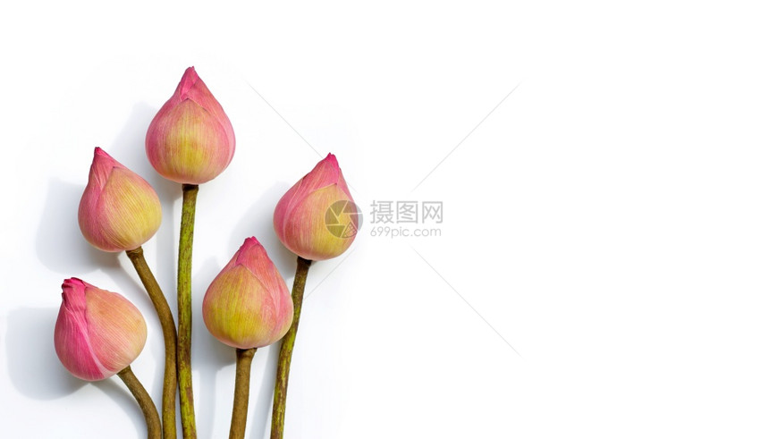 白色背景上的粉红莲花带有复制空间的顶视图图片