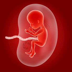 子宫内人类胎儿的插图高清图片