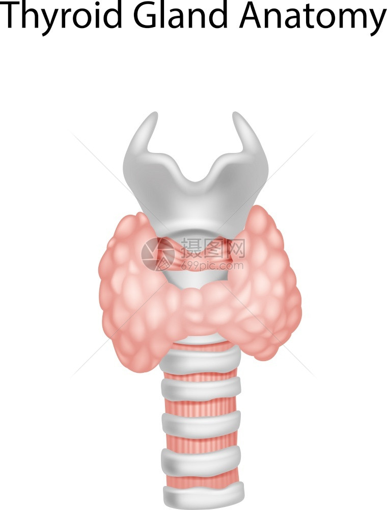甲状腺解剖图图片