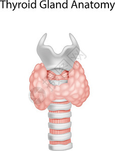 甲状旁腺甲状腺解剖图插画