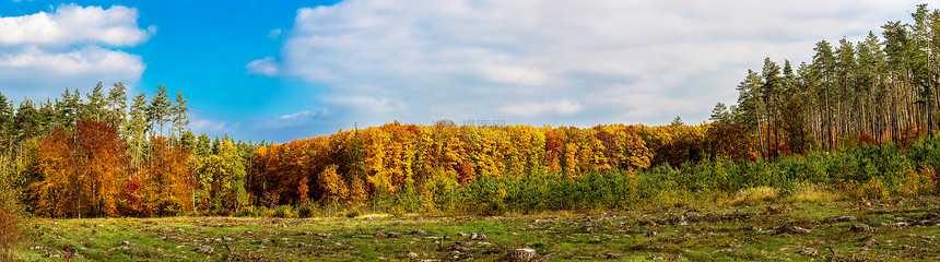全景孤单的美丽秋树色风景图片