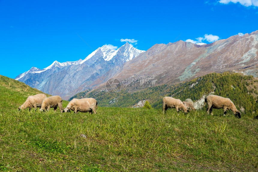 苏维埃阿尔卑斯山藻和瓦莱雅黑鼻羊巢以至瑞士的zermat图片