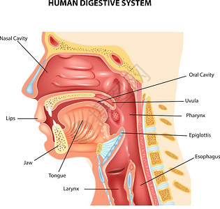 下巴人类消化系统说明插画