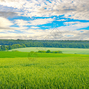 小麦田和农村风景图片