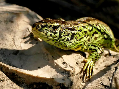 太阳浴期间的蜥蜴男爬行动物图片