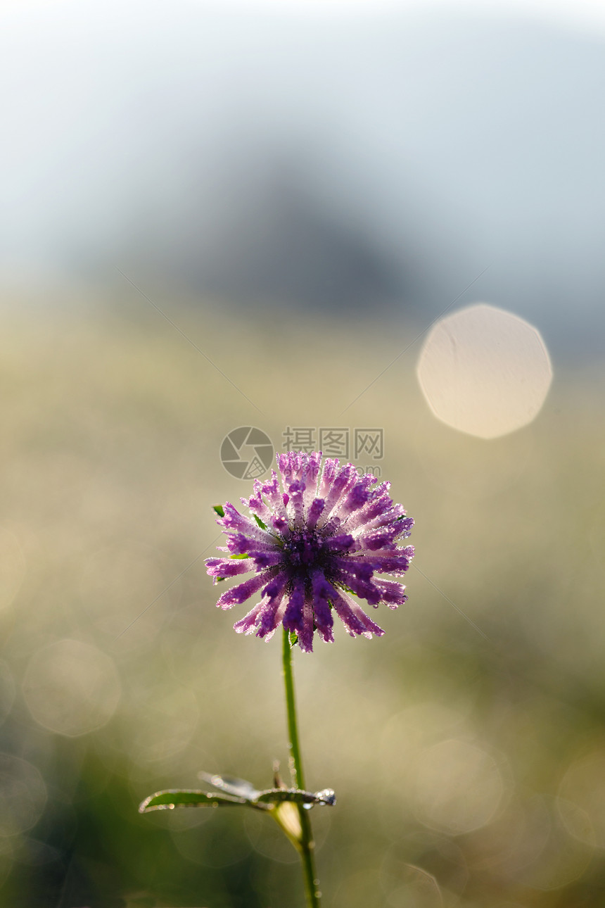 一朵有露的花图片