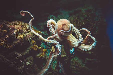 章鱼粗俗的海观章鱼粗的海高清图片
