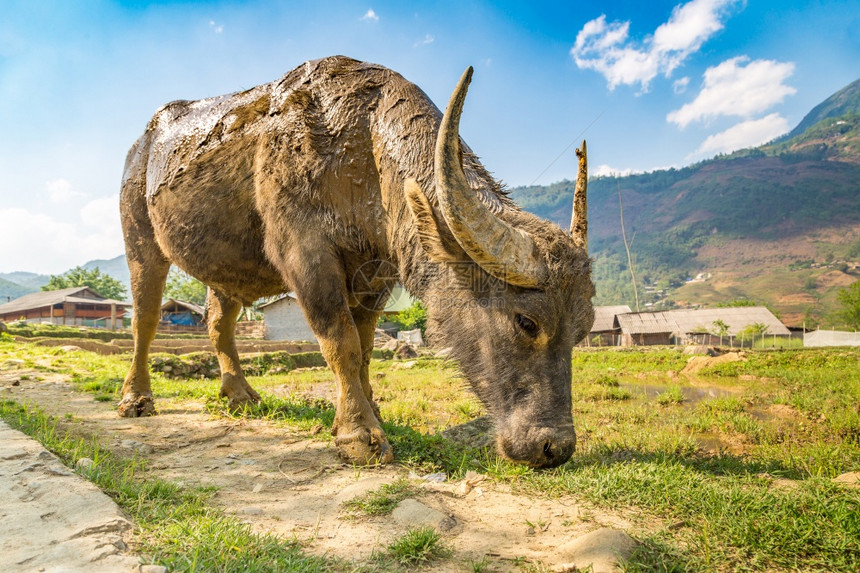 在夏日的萨巴laocivetnam水牛图片