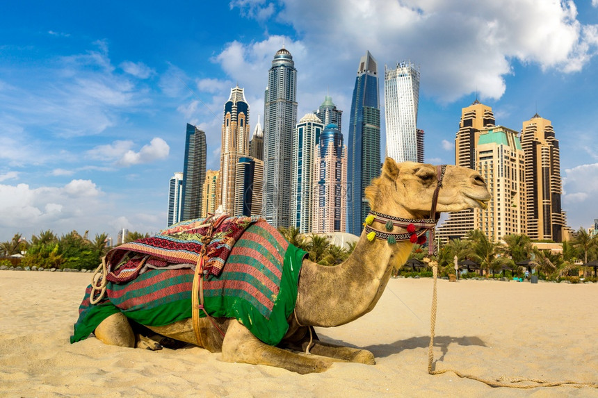 在夏日的dubai码头前的骆驼阿拉伯联合酋长国图片