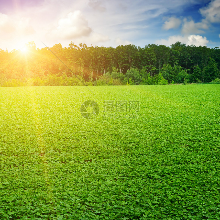 太阳下山时绿豆日落夏季大豆田图片