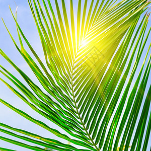 明亮阳光媚的棕榈树枝和太阳耀斑图片