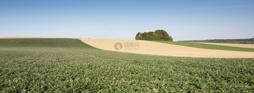 蓝色天空下兰特地以北带土豆花的蓝天空下农业田地景观模式几乎是典型的抽象模式图片