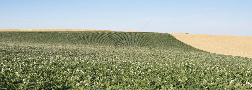 蓝色天空下兰特地以北带土豆花的蓝天空下农业田地景观模式几乎是典型的抽象模式图片