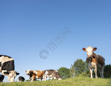在佛朗尼西北部的奶牛视图图片