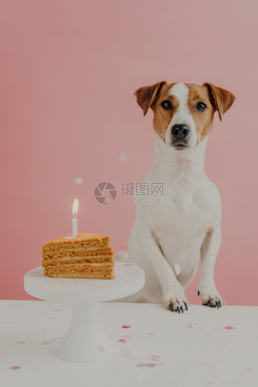 一只年老的棕色和白黑皮狗肖像在桌边摆放吹蜡烛在开胃的生日蛋糕上在家开派对与粉红色背景隔绝家畜和宠物图片