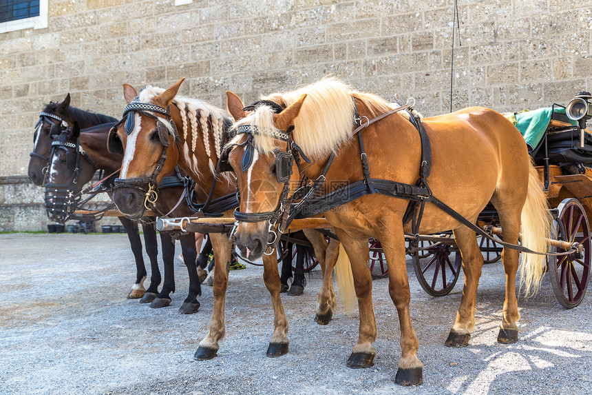 沙尔兹堡的马匹在美丽夏日奥斯特里亚图片