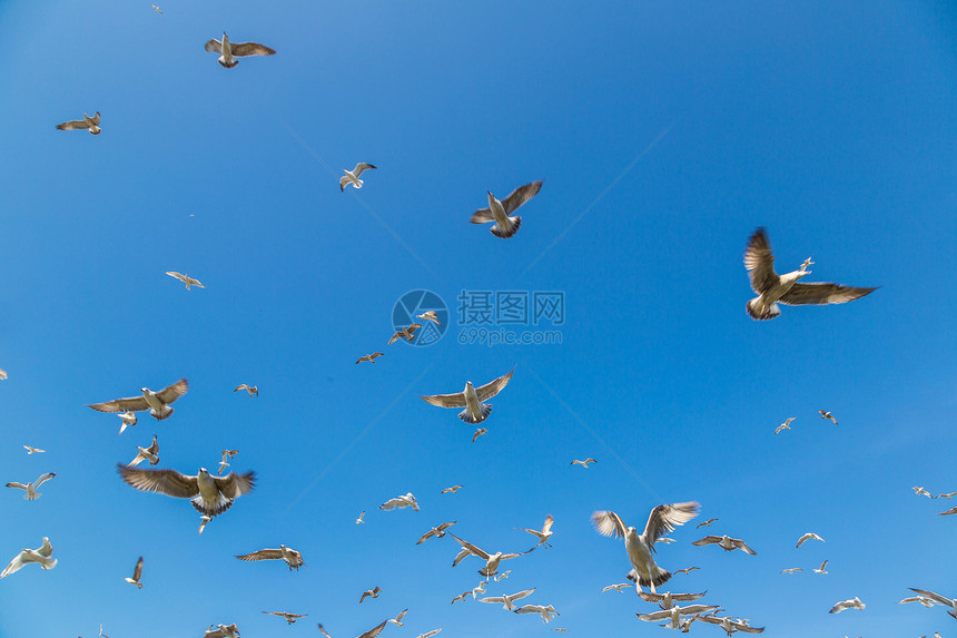 在美丽的夏日中许多海鸥飞向蓝天图片