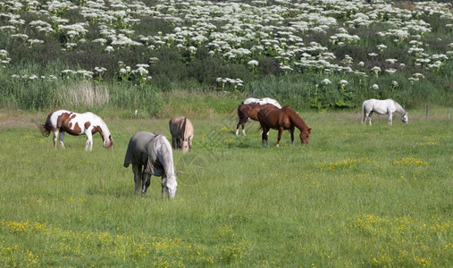 棕色和白马匹在草的夏原上放牧图片