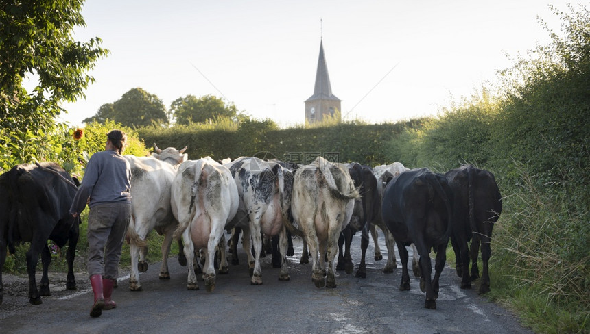 北部公路上的法国奶牛图片