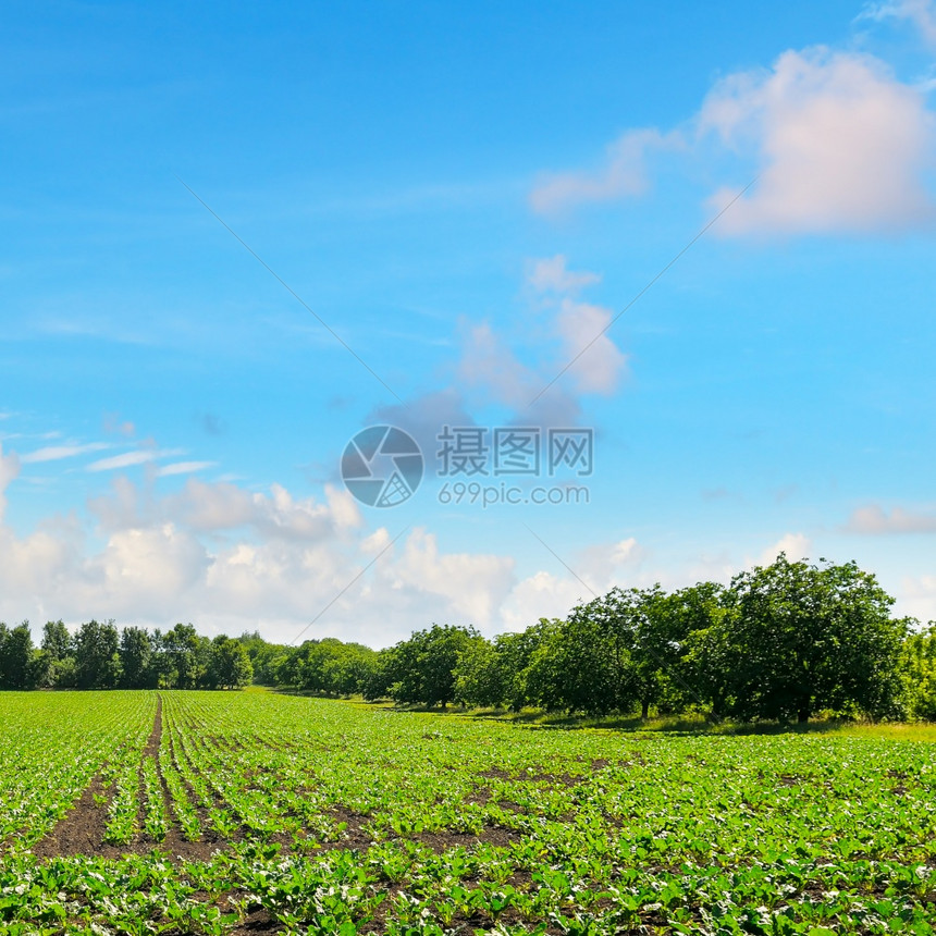 有甜菜和蓝天空的绿地农业貌图片