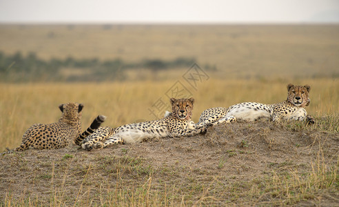 非洲Kenya3只猎豹CincoyxJubatsMimr预备队背景图片