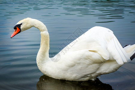 美丽的白天鹅在池塘游泳白天鹅在池塘游泳图片