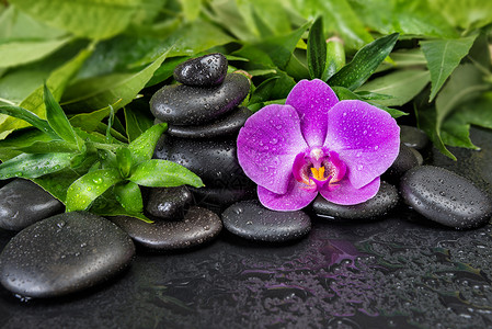 兰花与石中国画含有黑色巴萨按摩石粉红兰花和绿叶黑色底有水滴的黑色SPA概念背景