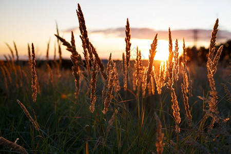 背景日落时与田野草一起的抽象夜拍图片