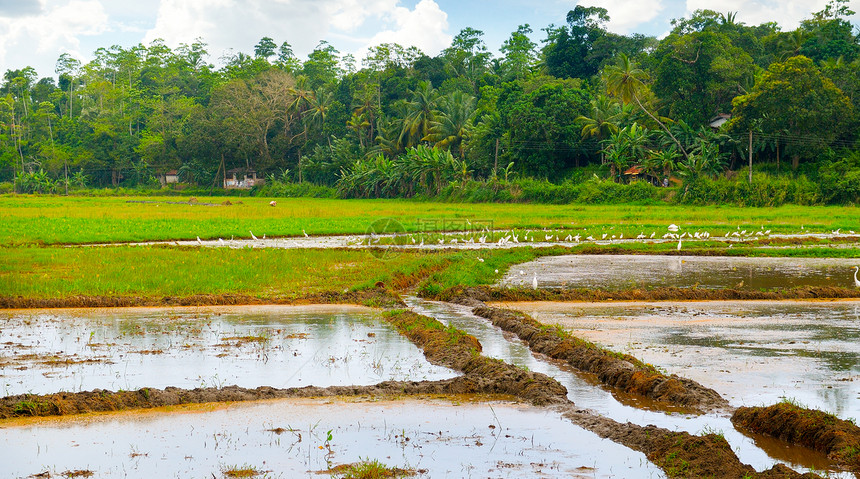 绿地的稻田有水谷类的亚西文化图片