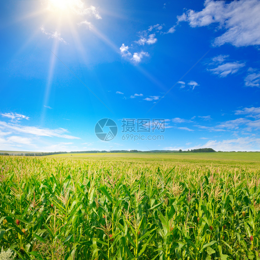 有玉米的绿地蓝天上明亮的太阳图片