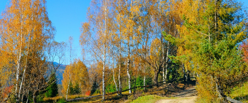 秋天有金叶树和太阳照得宽广图片