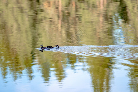 野鸭家庭在外的一个小湖上图片