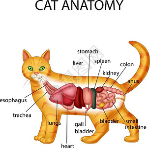 回肠猫的解剖学插画