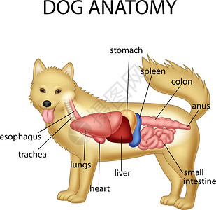狗解剖学结肠肠系膜高清图片