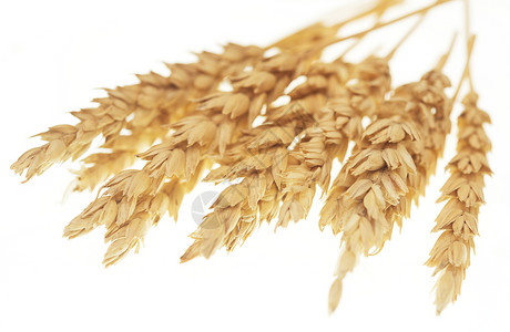 白色背景上孤立的小麦高清图片
