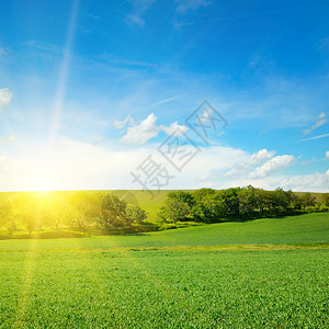 绿色地上的明亮日出自然的构成图片