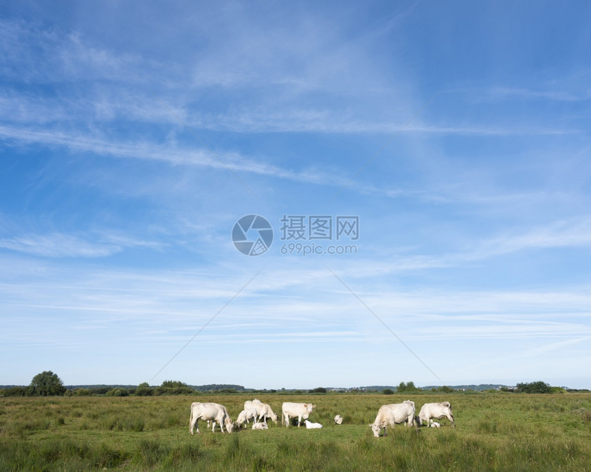 夏天在蓝色的空下在法国规范兰地的索姆河三角洲的白奶牛图片