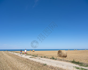 蓝色天空下的田地上观光客和稻草卷法国规范背景下的海洋图片