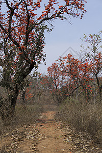 桑蒂西马印度塞巴或科帕克丝绸棉花树、Betlajhrknd、Iia背景