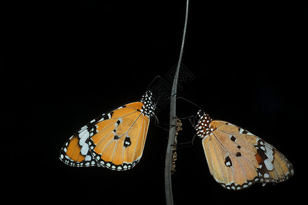 树枝上的两只普通老虎蝴蝶闭着的翅膀背景图片