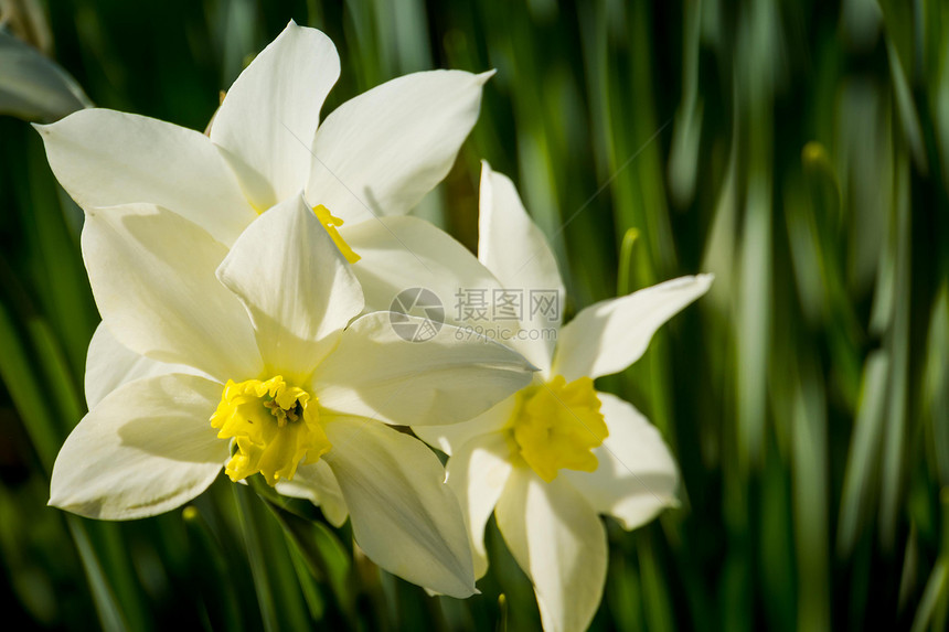 在春天的一里白色自恋花朵的近视图片