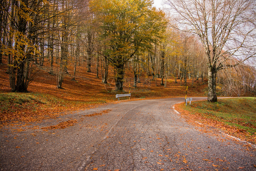 在蒙蒂辛布鲁尼公园的叶子上拉齐奥意大利一条穿过树林的公路山毛秋色有黄叶山嘴图片