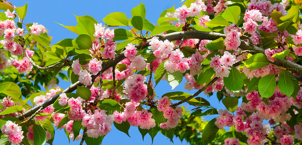 春日樱花的朵宽阔照片图片