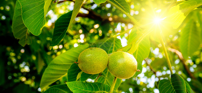 树枝上的胡桃果子在夏日阳光的黄色温暖照下图片