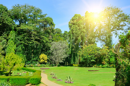 热带公园有美丽的树木和广阔草坪近东皇家植物园kandysrilank图片